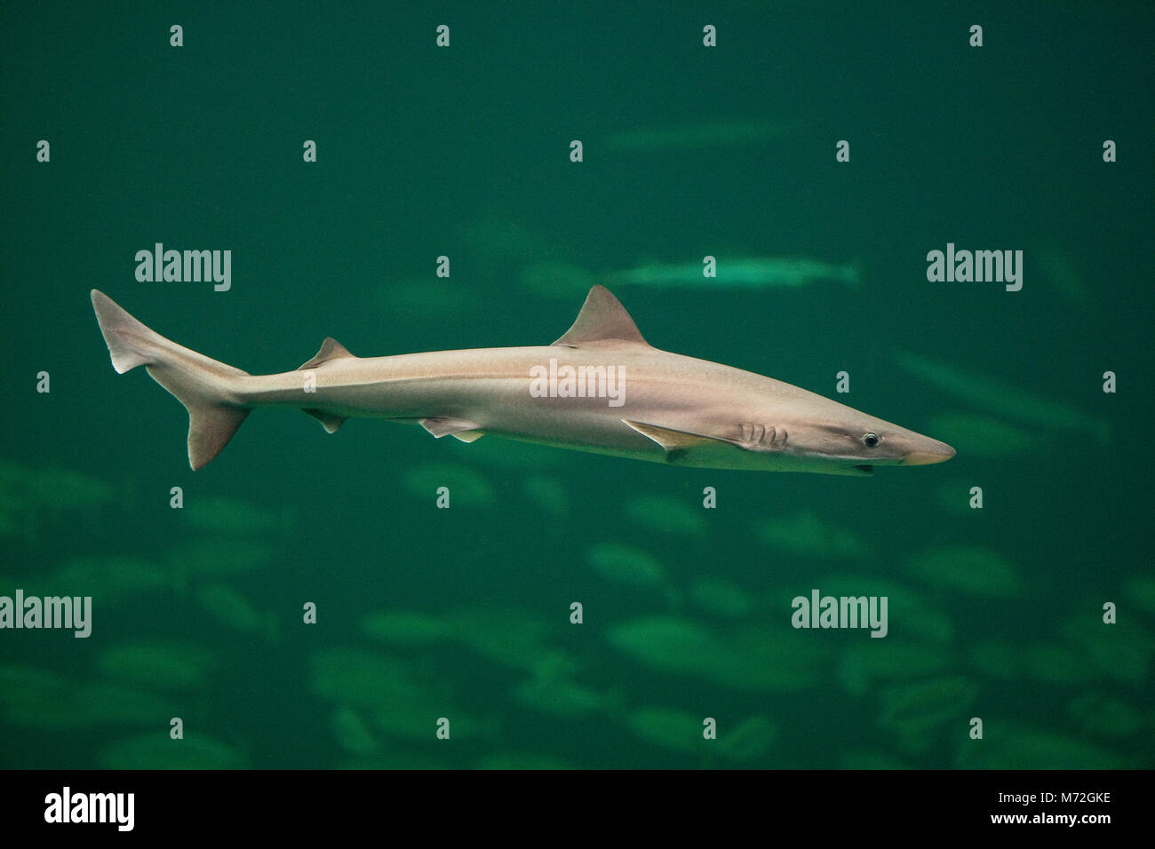 Hundshai, Hunds-Hai, Hai, Haie, Haifisch, Galeorhinus galeus, scuola squalo, canesca, soupfin shark, snapper shark Foto Stock