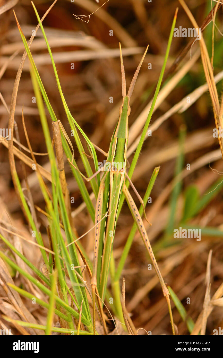 Grasshopper camouflage Foto Stock