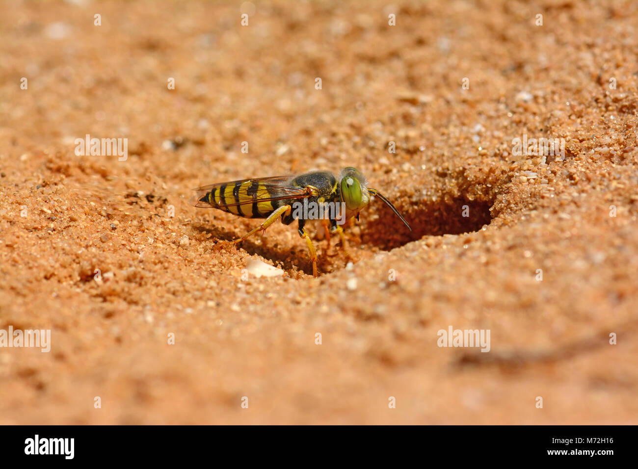 Wasp scavando nella sabbia Foto Stock