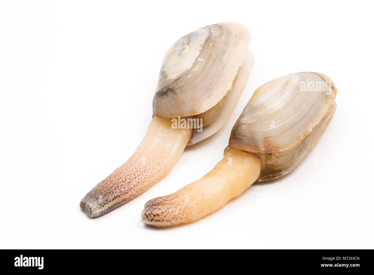 Lontra comune vongole-Lutraria lutraria- lavato fino a Studland, DORSET REGNO UNITO GB seguito tempesta Emma e condizioni di congelamento, mostrando loro sifoni. Foto Stock