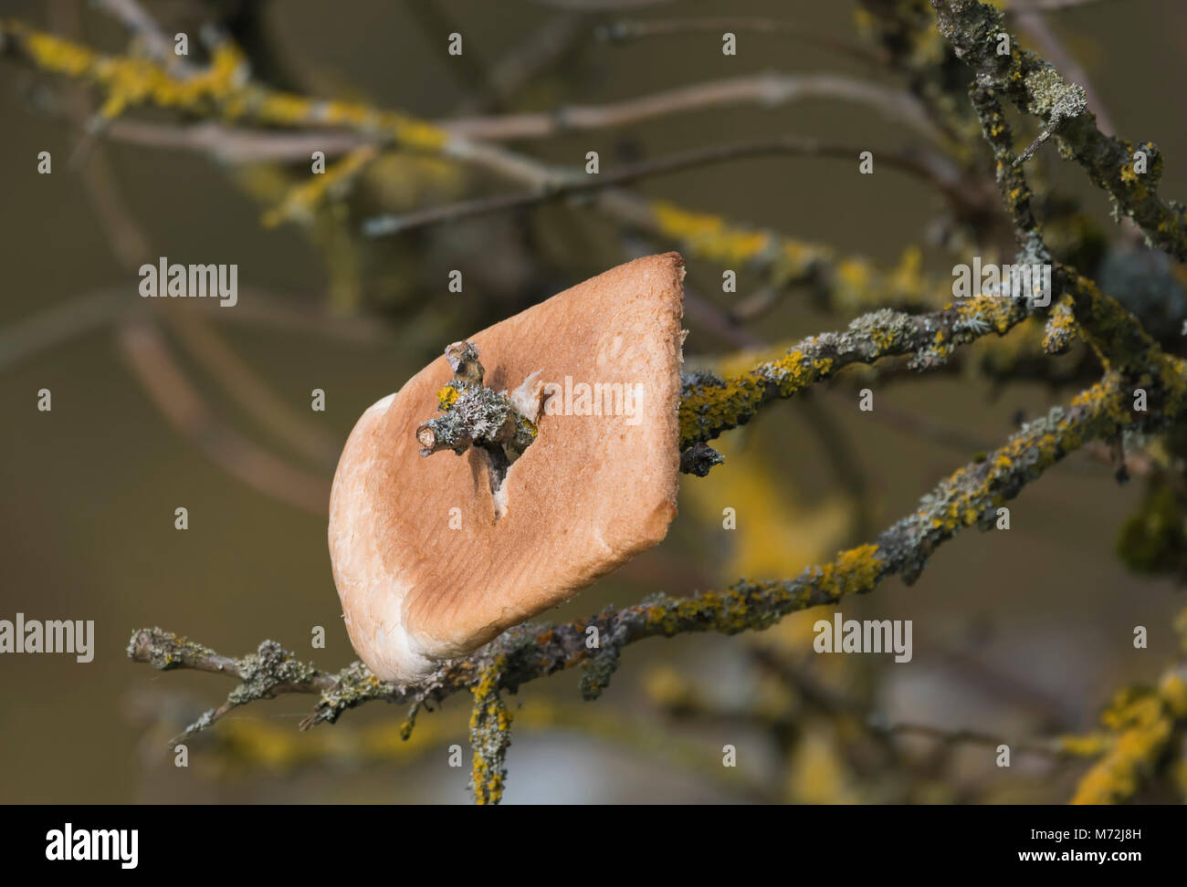 Fetta di pane bianco impalato su un ramoscello di un albero, attirando gli uccelli per alimentare per la fauna selvatica fotografi. Esche uccelli, cibo che offre, rispetto, crosta di pane Foto Stock