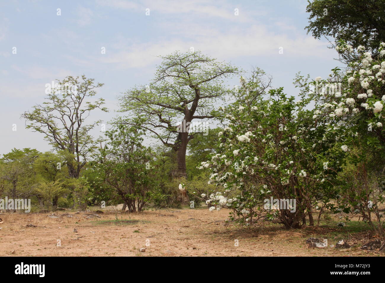 Holarhenna pubescens e Baobab Foto Stock