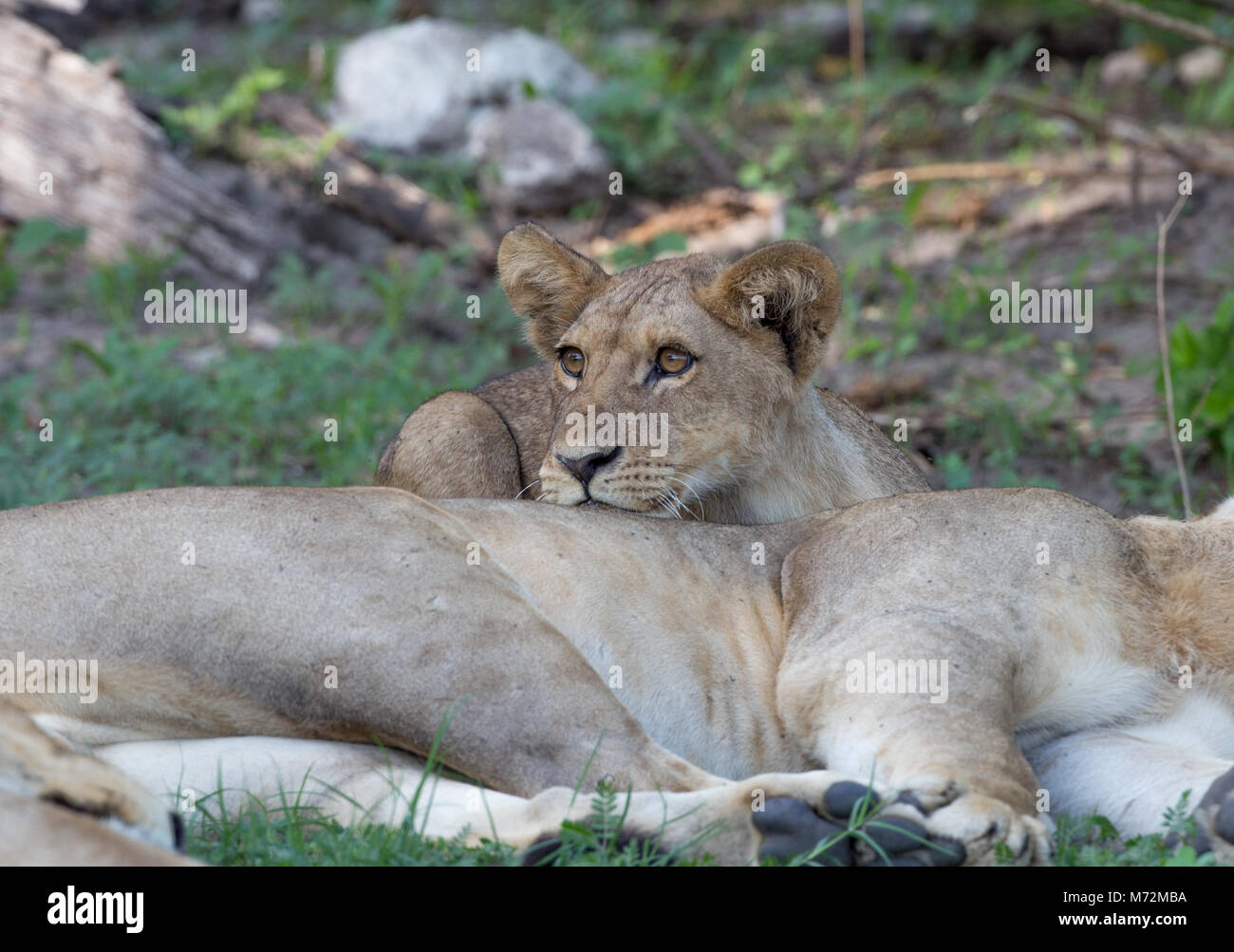 Leone africano Foto Stock