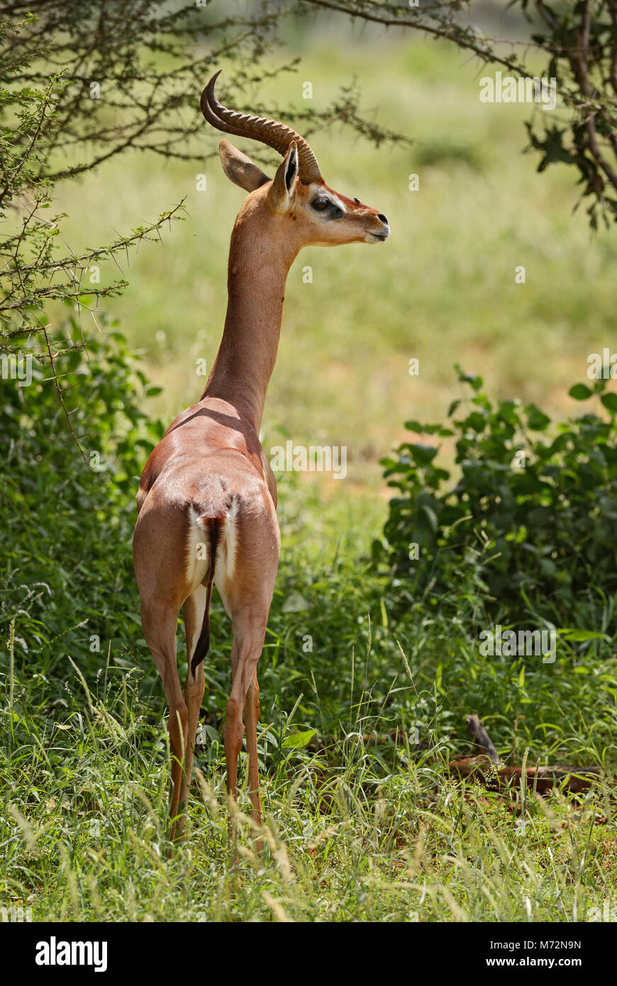Gerenuk - Litocranius walleri, piccoli periodi più colli da antilope savana africana, parco nazionale orientale di Tsavo in Kenya. Foto Stock