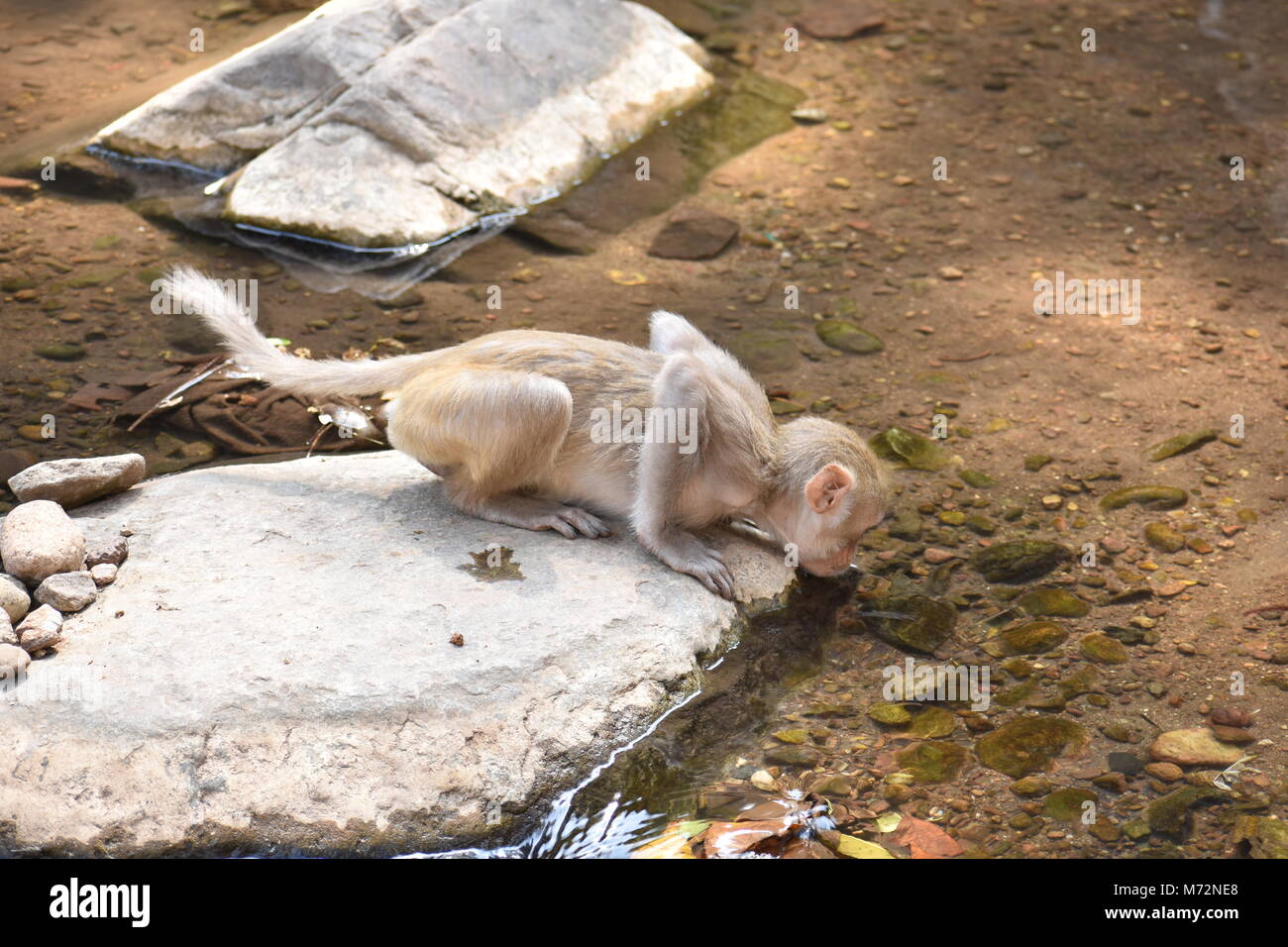 Splendida vista della scimmia di bere acqua fredda proveniente da un'acqua in caduta da altezza. Foto Stock