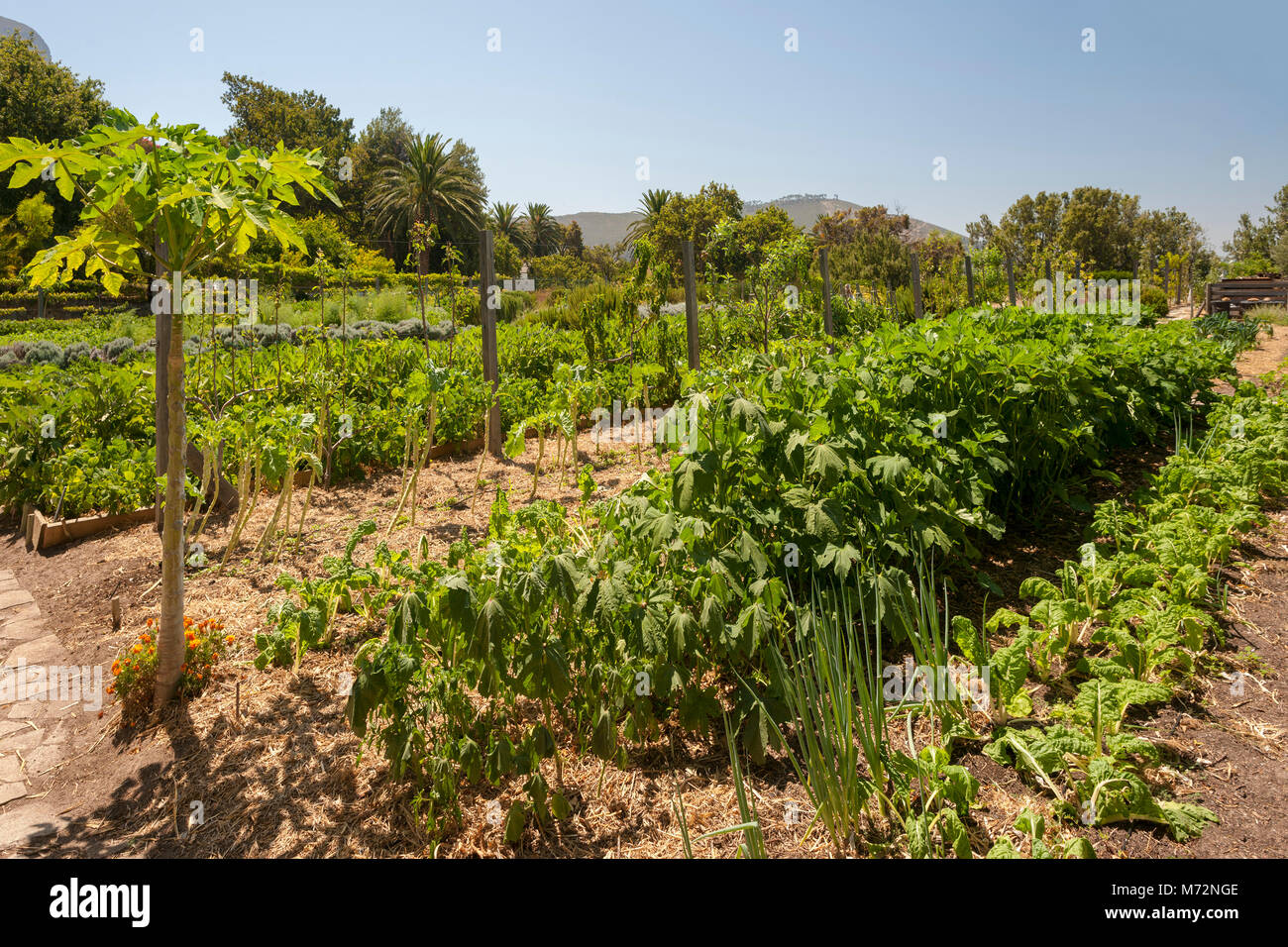 Giardini della Oranjezicht città agriturismo a Cape Town. Foto Stock