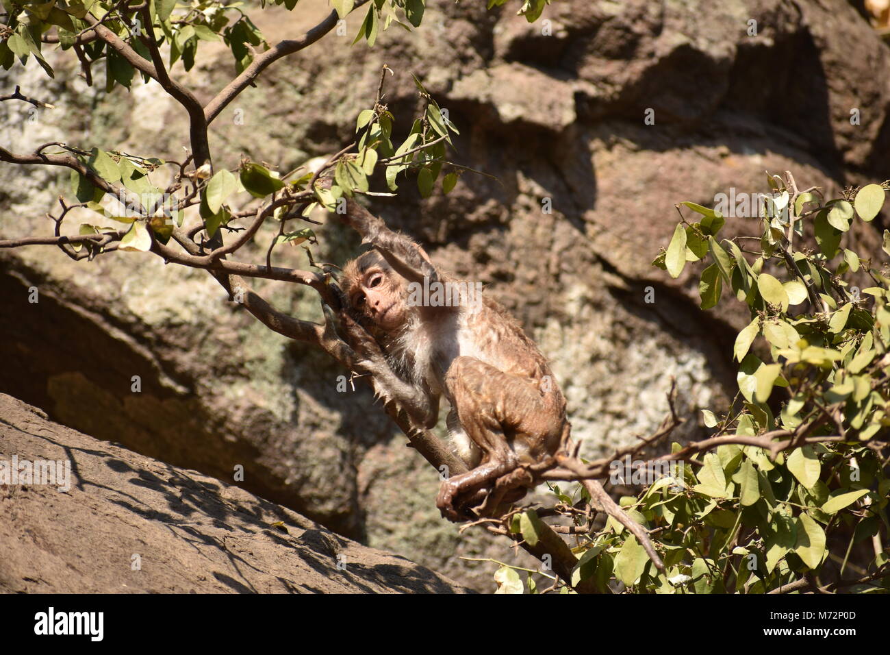 Awesome in cerca di una scimmia giocando nei pressi di una piscina di acqua. Egli si aggrappano sulla grande pietra dritto dopo il bagno & godendo vi. Foto Stock