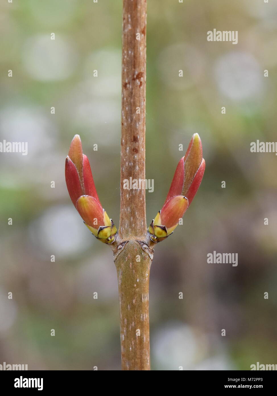 Platano albero di acero con boccioli in primavera Foto Stock