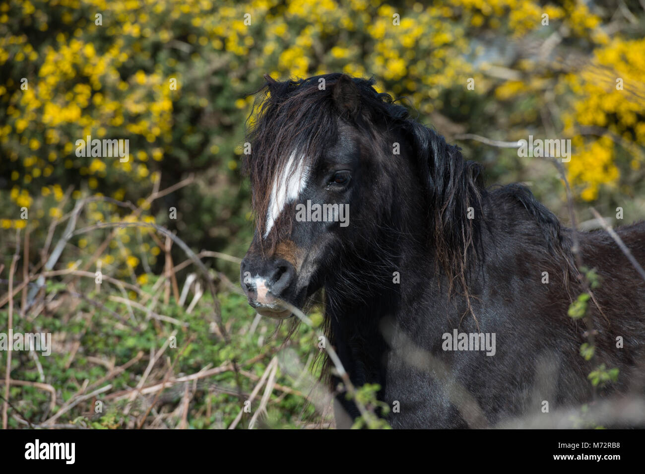 Gypsy Cob cavalli che vivono in Welsh Costa Sud Foto Stock