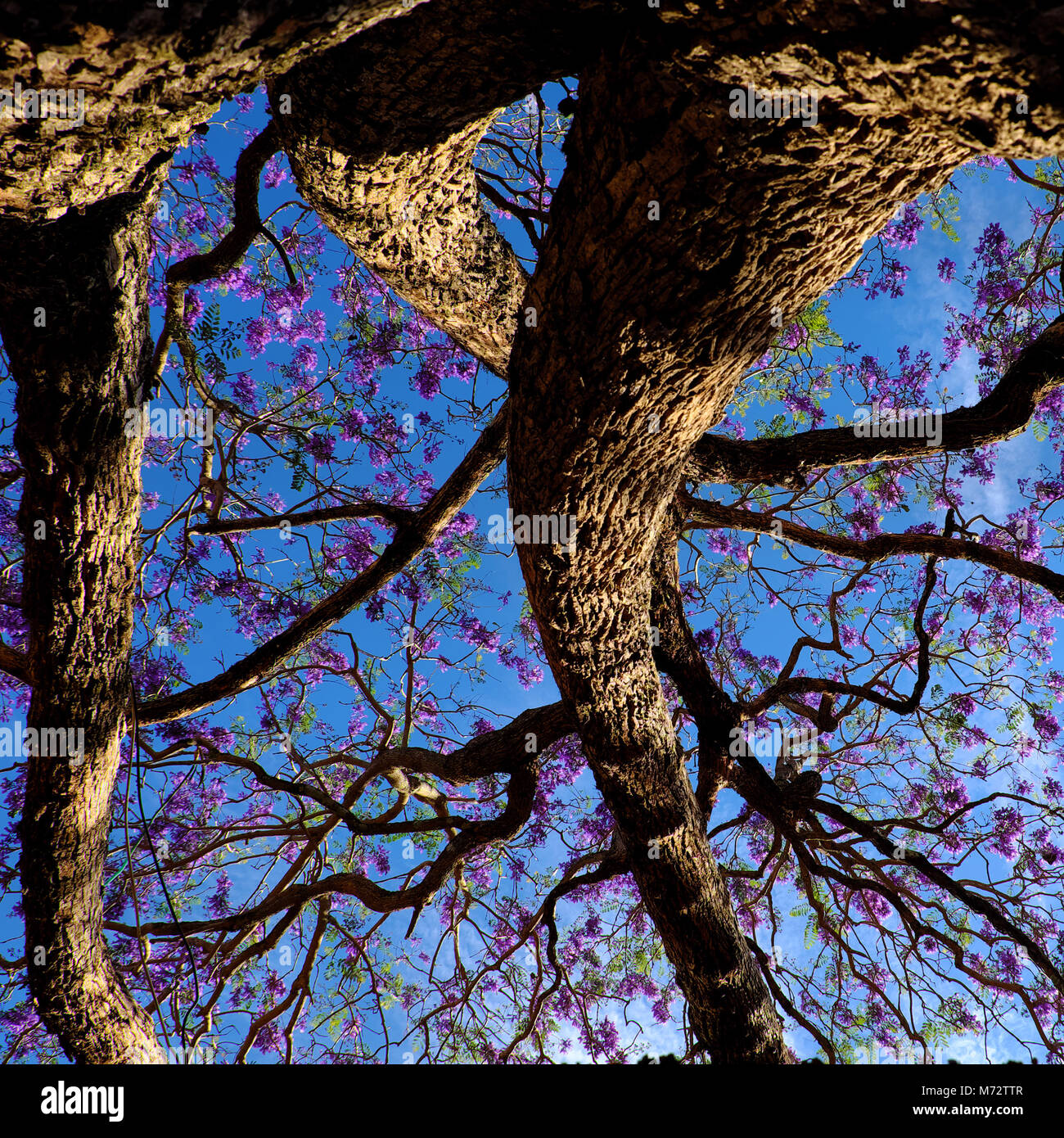 L'impressione e la strana forma di ramo di albero flamboyant vista da sotto l'albero, fiore violaceo sul cielo blu fiore in primavera rendere meravigliosa natura Foto Stock