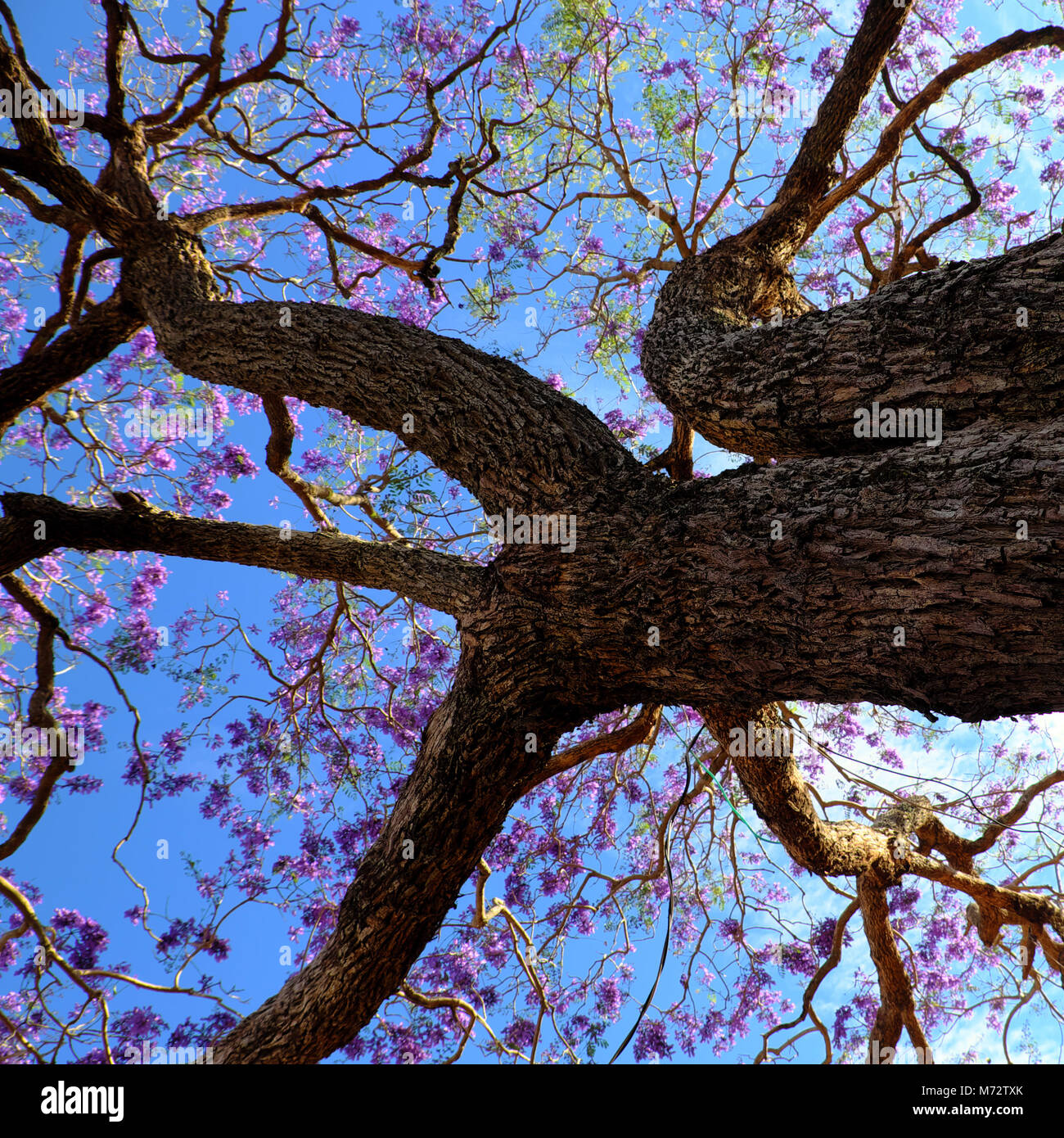 L'impressione e la strana forma di ramo di albero flamboyant vista da sotto l'albero, fiore violaceo sul cielo blu fiore in primavera rendere meravigliosa natura Foto Stock