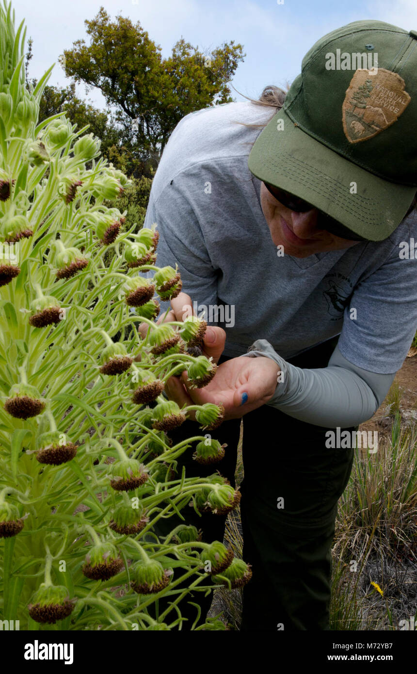 Biologo parco Sierra McDaniel impollinare a mano un Ka'u silversword . Foto Stock