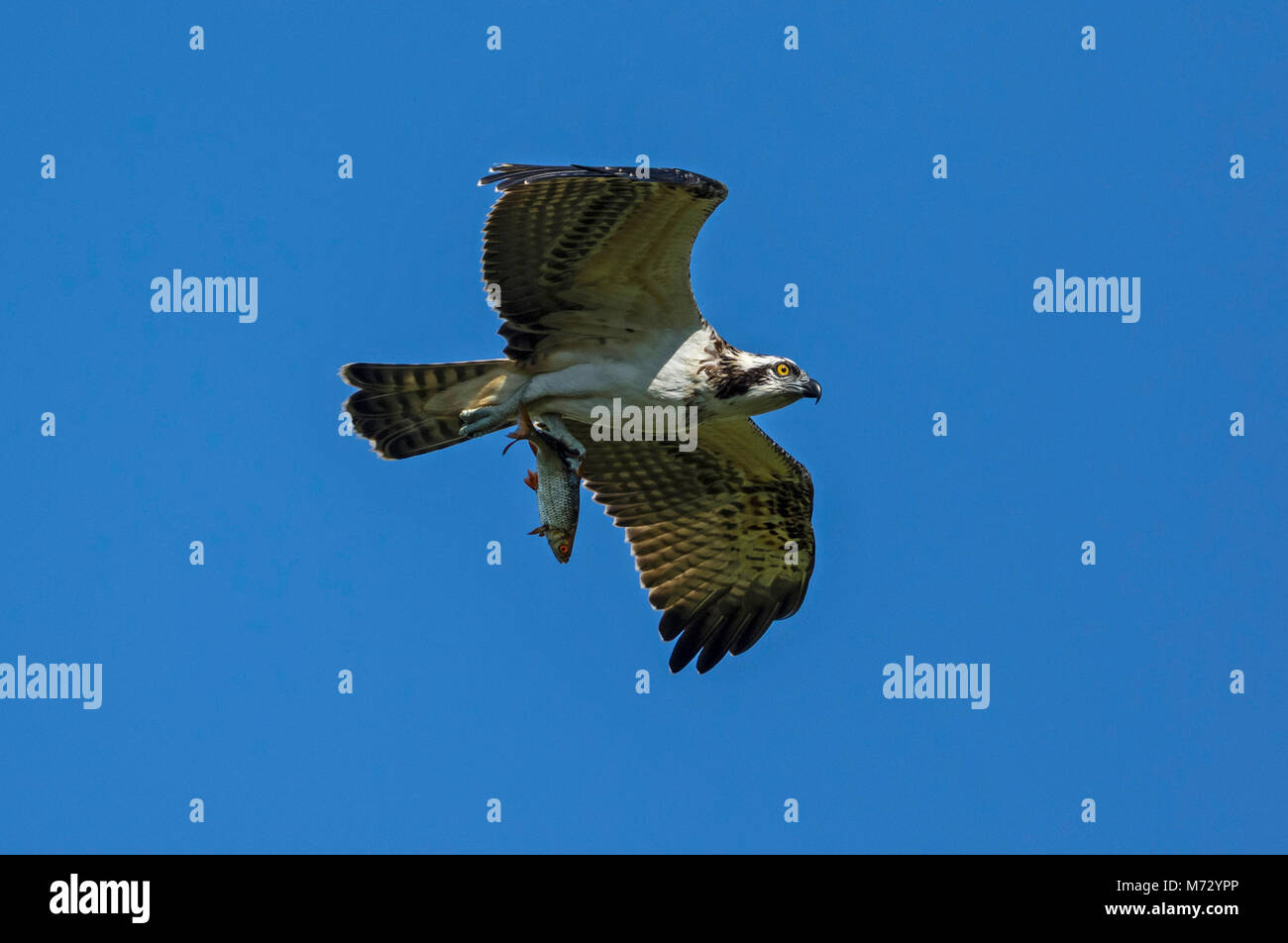 I capretti Falco pescatore (Pandion haliaetus) in volo con uno scarafaggio (Rutilus rutilus), Foto Stock