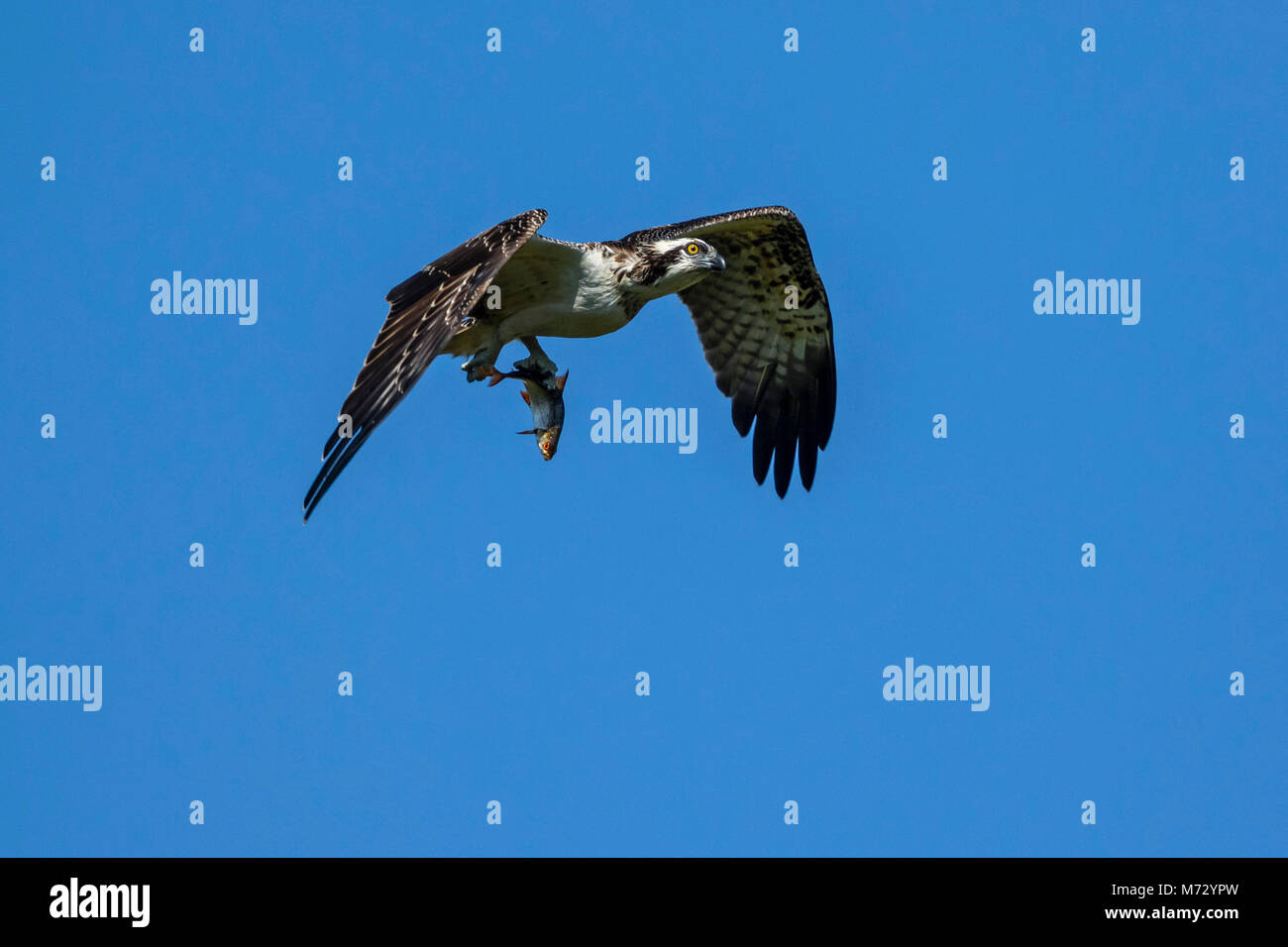 I capretti Falco pescatore (Pandion haliaetus) in volo con uno scarafaggio (Rutilus rutilus), Foto Stock
