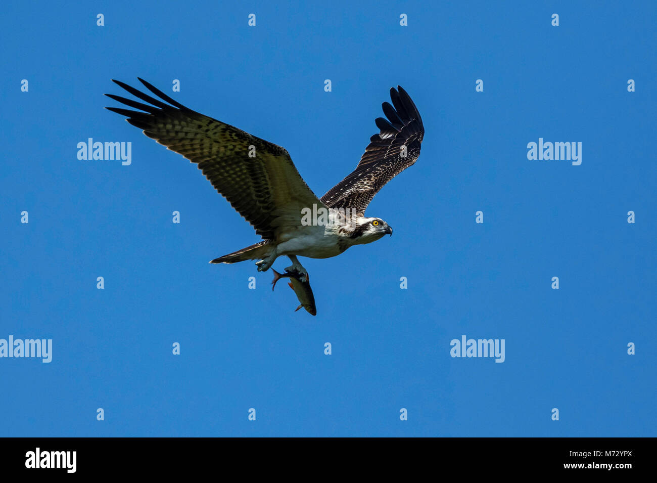 I capretti Falco pescatore (Pandion haliaetus) in volo con uno scarafaggio (Rutilus rutilus), Foto Stock