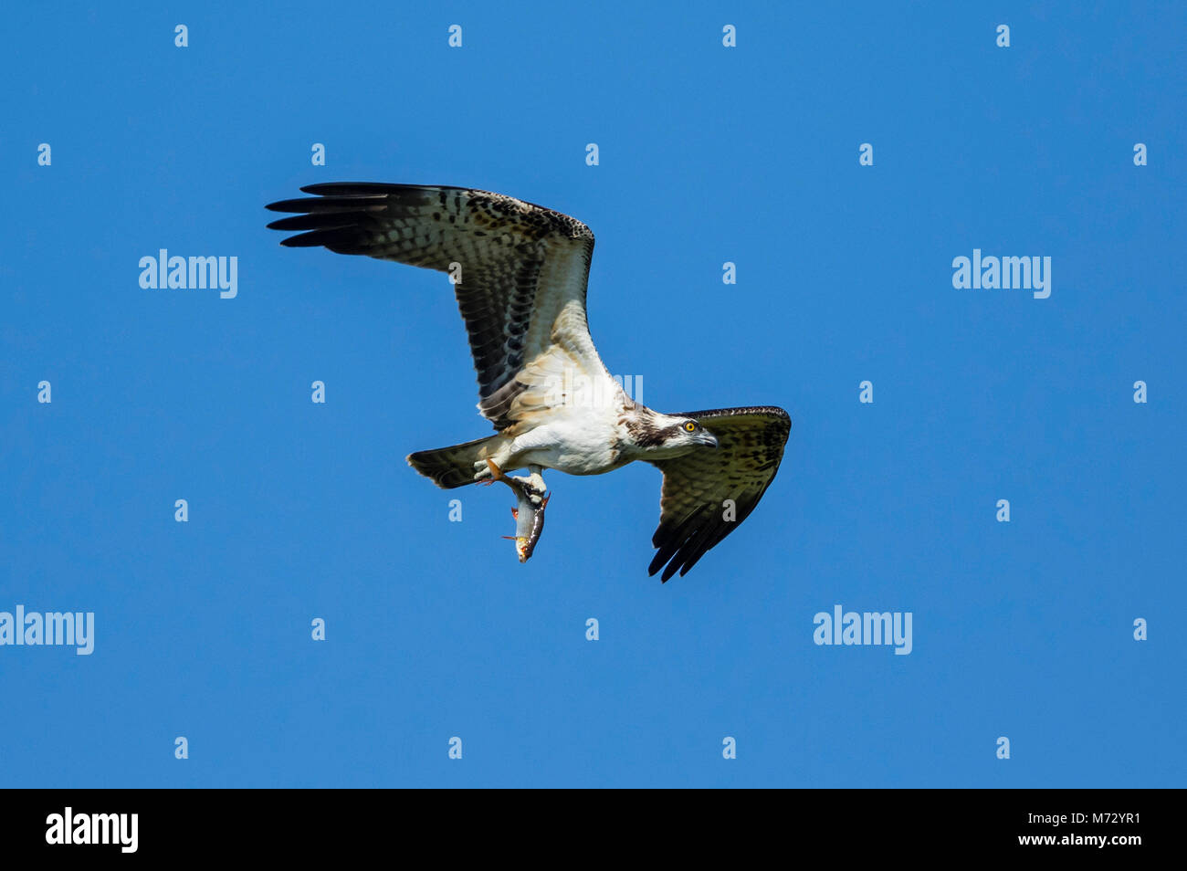 I capretti Falco pescatore (Pandion haliaetus) in volo con uno scarafaggio (Rutilus rutilus), Foto Stock