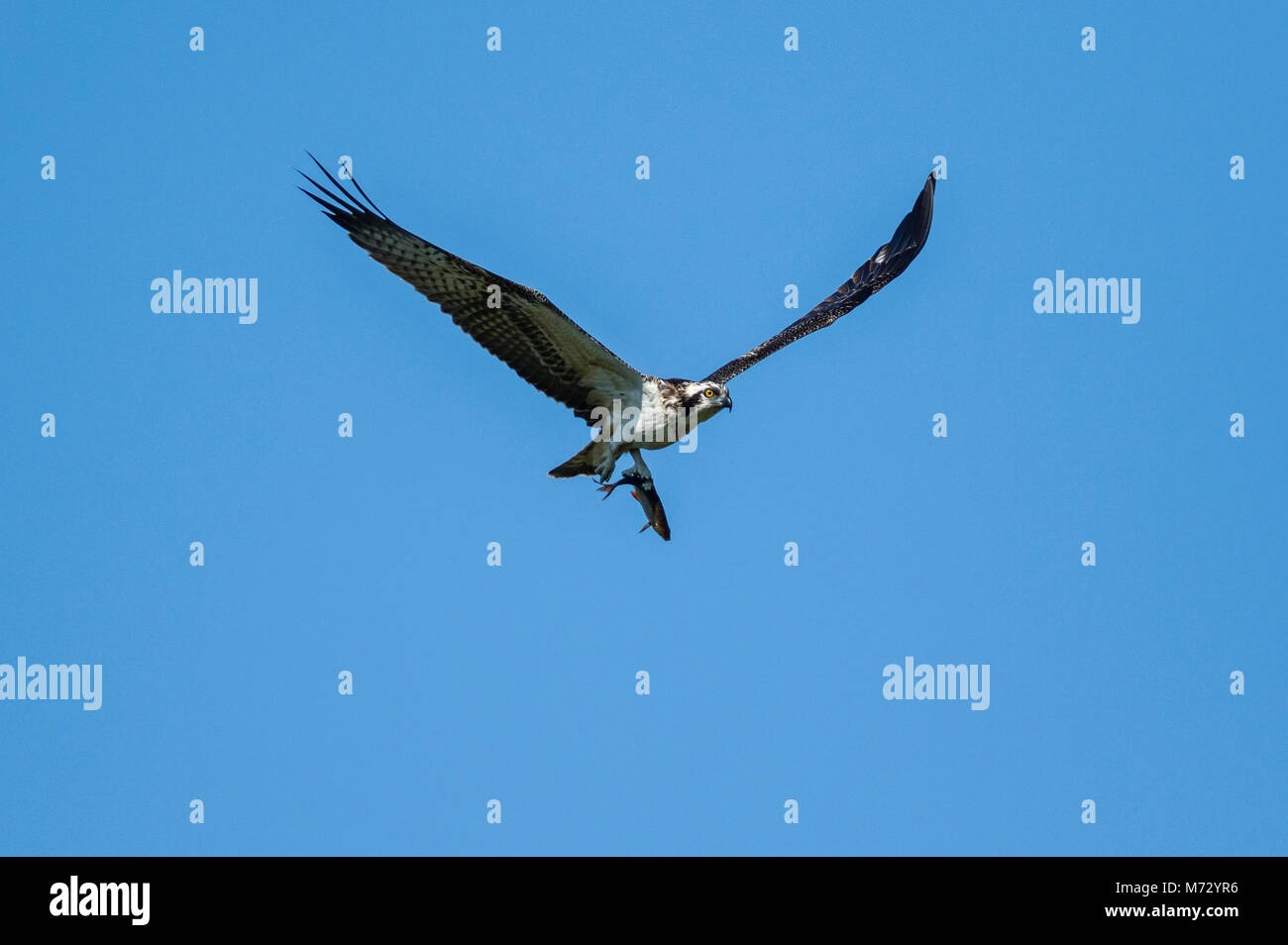 I capretti Falco pescatore (Pandion haliaetus) in volo con uno scarafaggio (Rutilus rutilus), Foto Stock