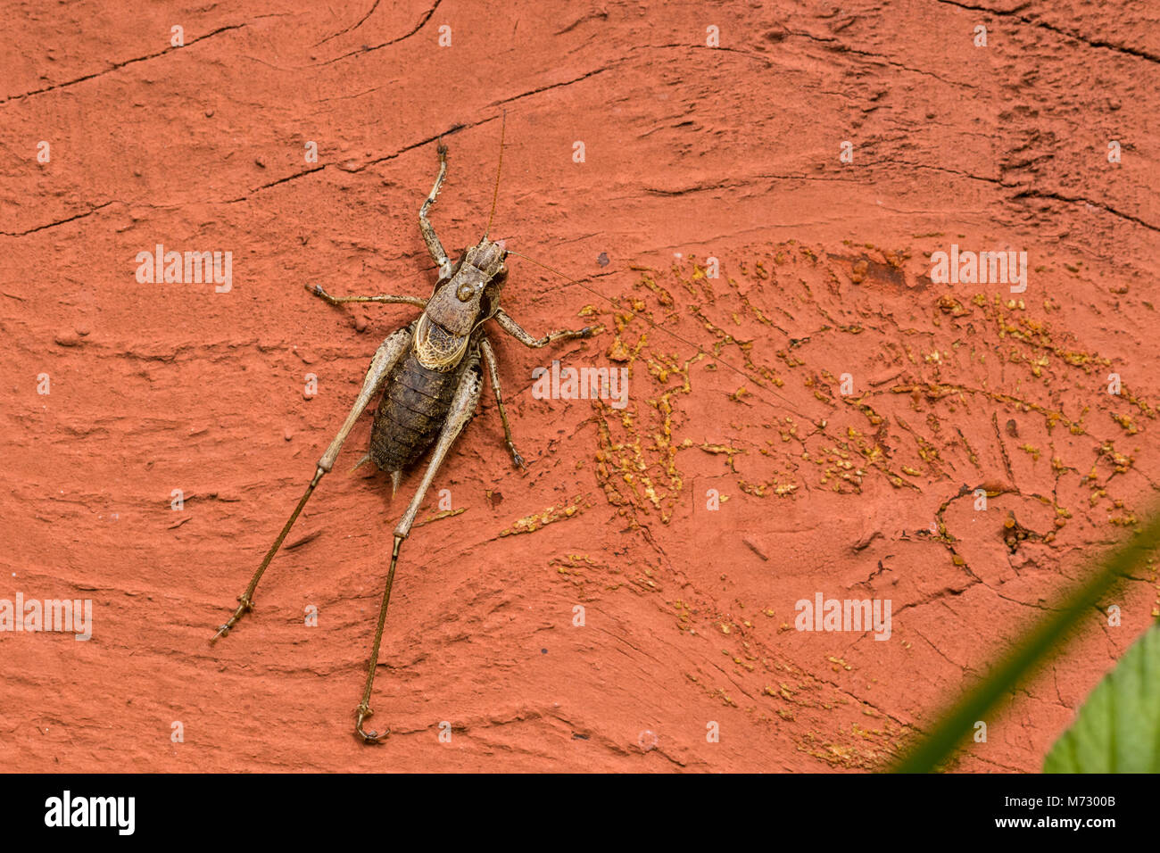 Dark Bush-cricket (Pholidoptera griseoaptera) Foto Stock
