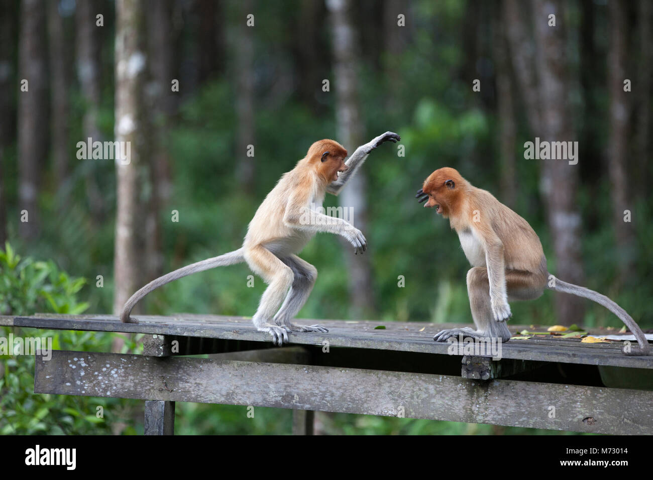 Wild capretti proboscide scimmie (Nasalis larvatus) giocando sulla piattaforma di alimentazione nel santuario della fauna selvatica Foto Stock