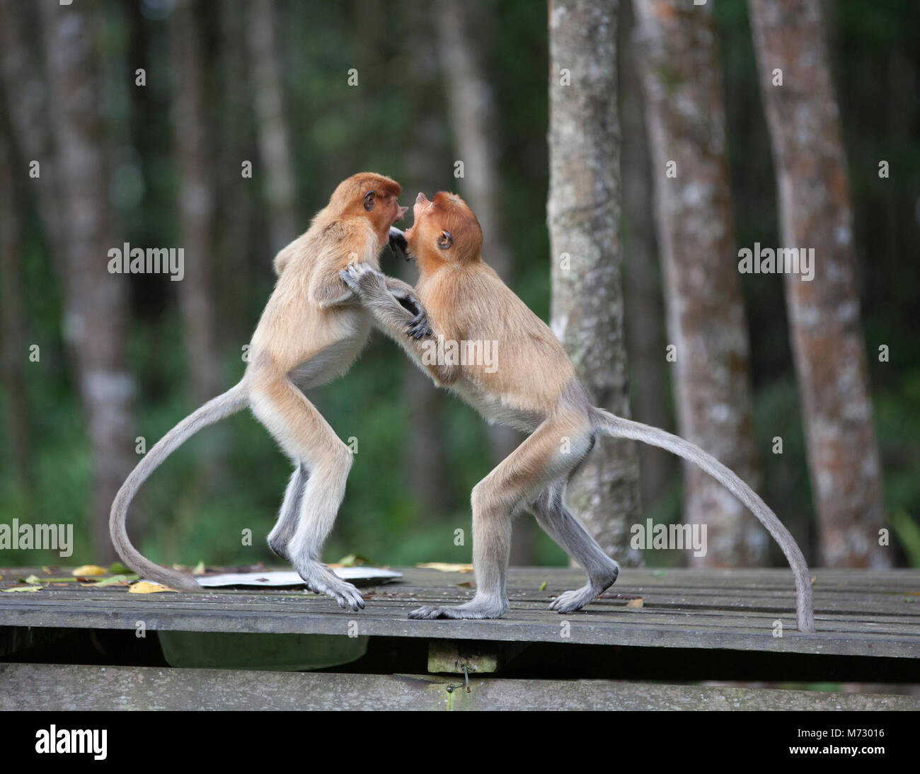 Wild capretti proboscide scimmie (Nasalis larvatus) giocando sulla piattaforma di alimentazione nel santuario della fauna selvatica Foto Stock