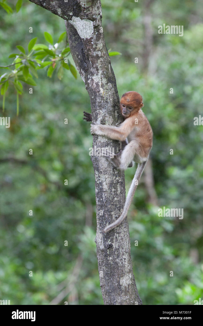 Baby proboscis scimmia (Nasalis larvatus) che sale un tronco di albero nella foresta di mangrovie costiere del Borneo Foto Stock