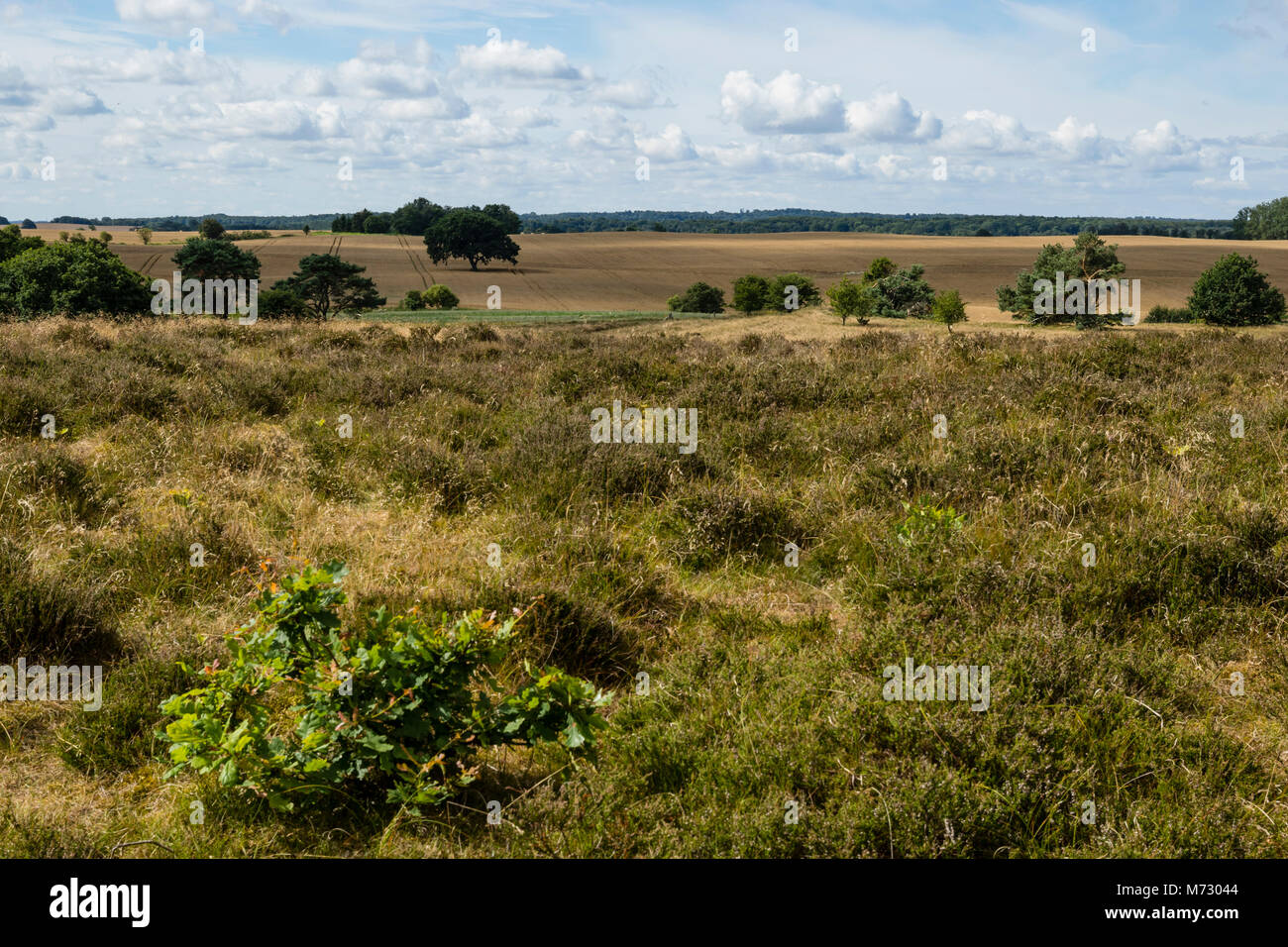 Rusland è parzialmente protetta zona designata per l'UE habitat. A secco con arbusti nani, Heath, colline e pendii Foto Stock