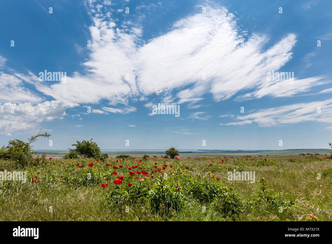 Campo con fiori, peonia rossa con uno sfondo di cielo sereno, fiore rosso blossom Foto Stock