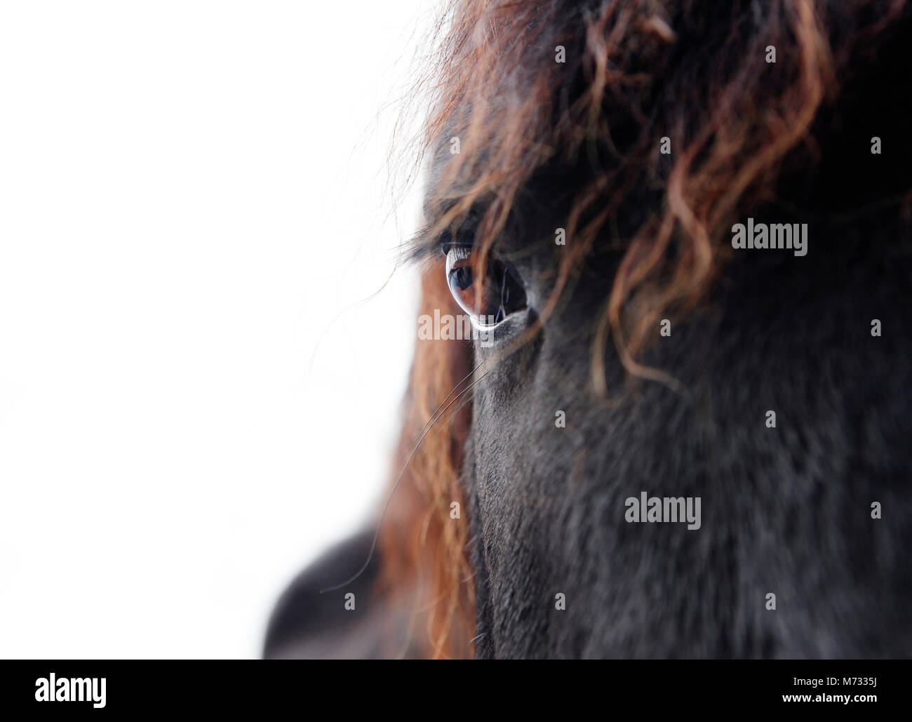 La testa di un nero cavallo frisone contro uno sfondo bianco Foto Stock