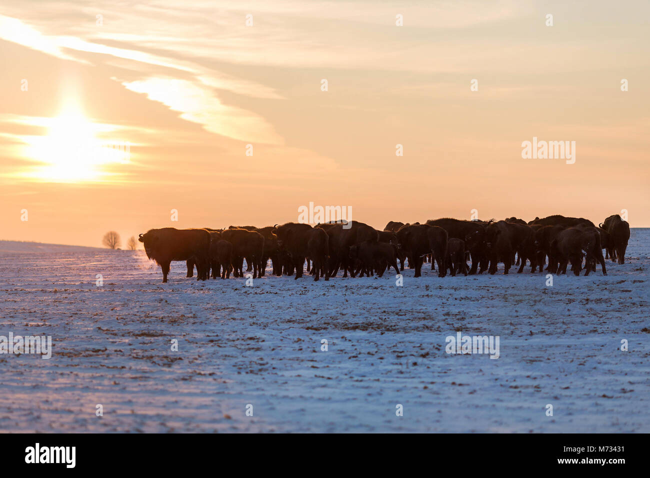 Mandria di bisonti selvaggi nella luce del tramonto Foto Stock Mandria di bisonti selvaggi nella luce del tramonto Foto Stock