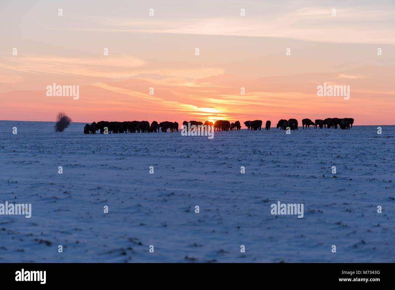 Mandria di bisonti selvaggi nella luce del tramonto Foto Stock Mandria di bisonti selvaggi nella luce del tramonto Foto Stock