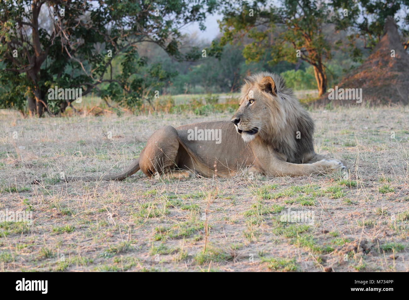 Lion Foto Stock