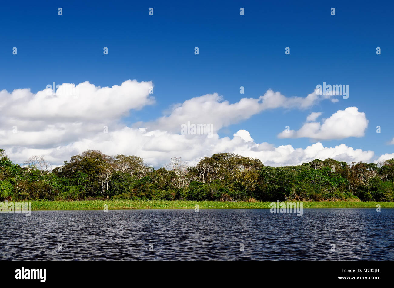 La foresta amazzonica in Sud America esplorare in barca Foto Stock