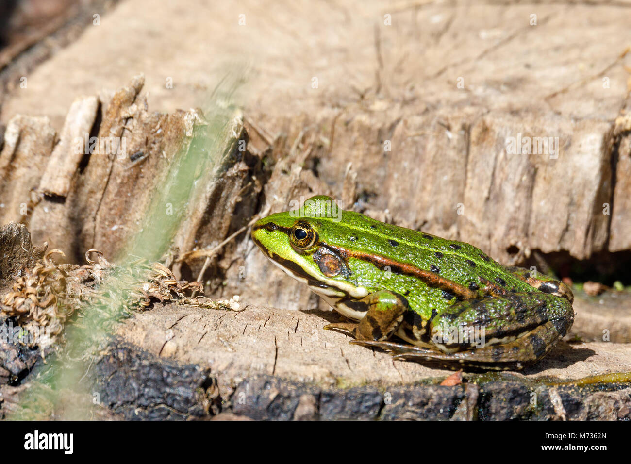 Bella palude frog (Pelophylax ridibundus),più grande rana nativo dell Europa, guardando fuori dell'acqua su un laghetto. Ceco, vita selvatica Foto Stock