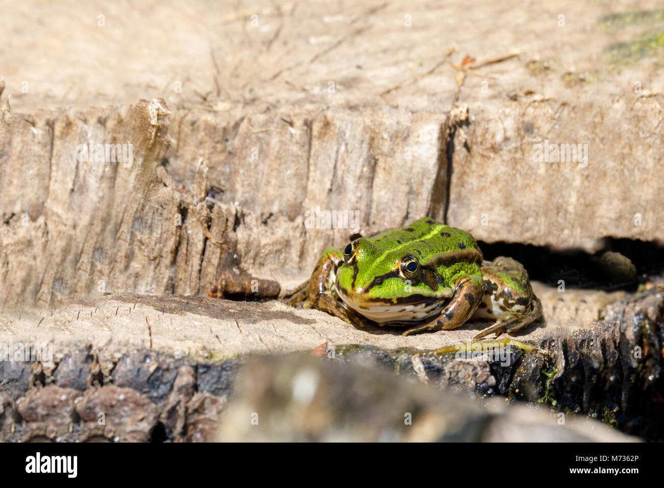 Bella palude frog (Pelophylax ridibundus),più grande rana nativo dell Europa, guardando fuori dell'acqua su un laghetto. Ceco, vita selvatica Foto Stock