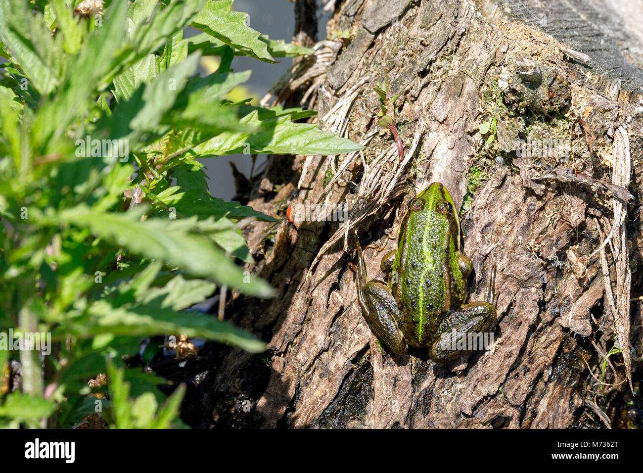 Bella palude frog (Pelophylax ridibundus),più grande rana nativo dell Europa, guardando fuori dell'acqua su un laghetto. Ceco, vita selvatica Foto Stock
