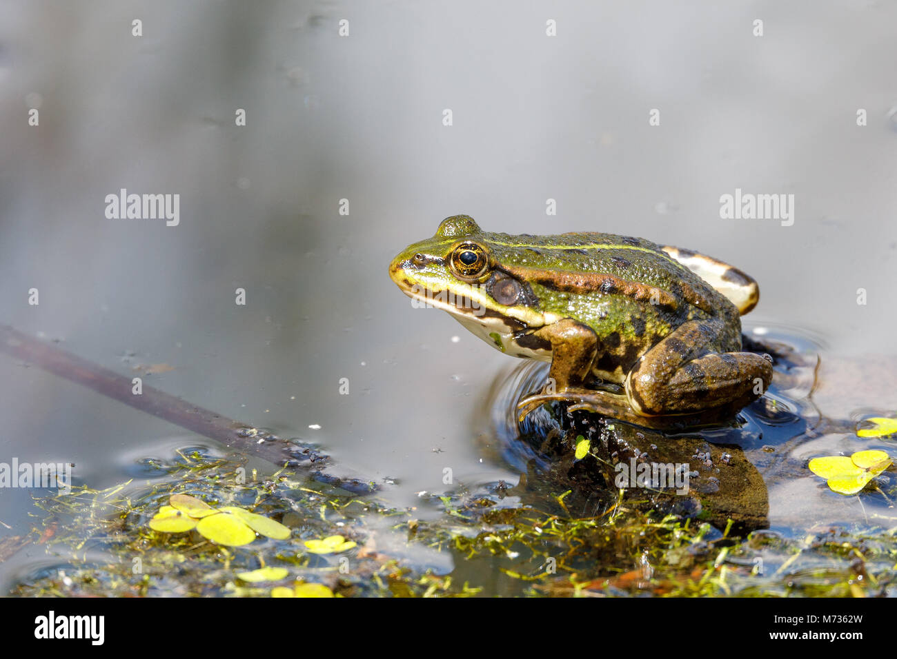 Bella palude frog (Pelophylax ridibundus),più grande rana nativo dell Europa, guardando fuori dell'acqua su un laghetto. Ceco, vita selvatica Foto Stock