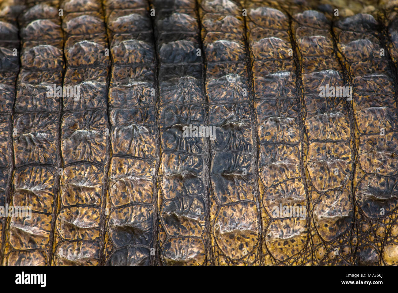 Pelle di coccodrillo Foto Stock