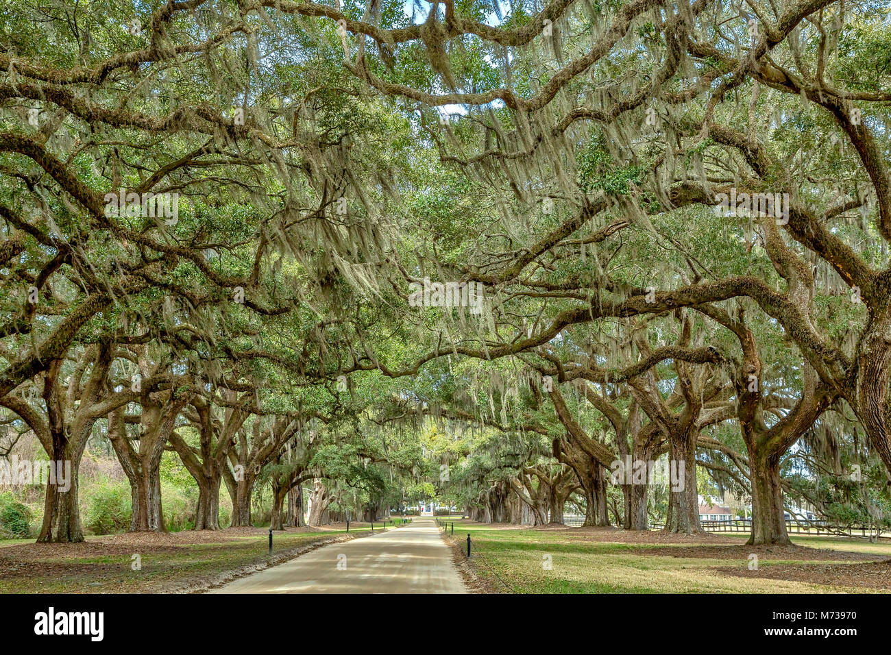 Viale di querce a Boone Hall plantation, Charleston, Carolina del Sud Foto Stock