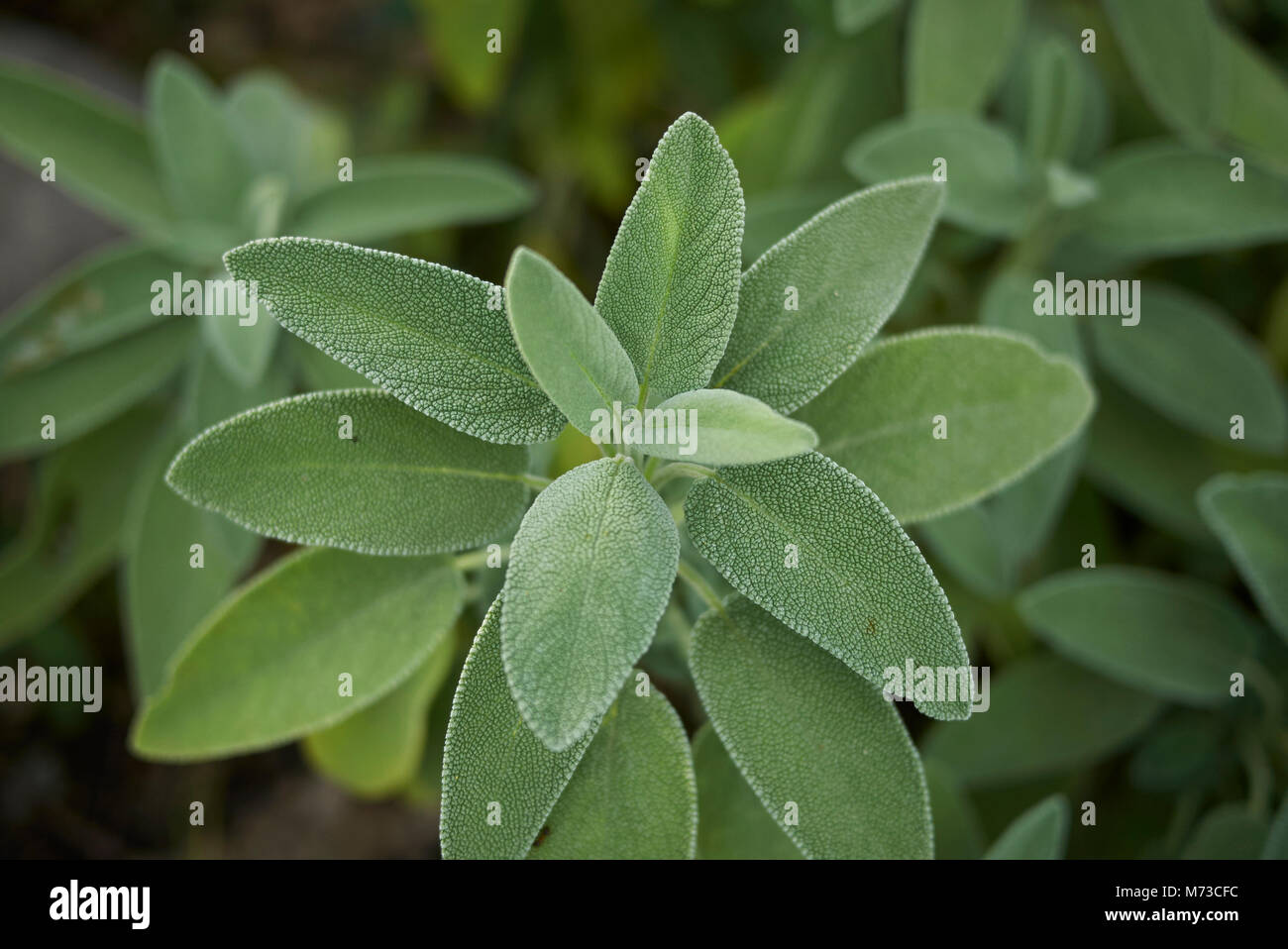La salvia officinalis close up Foto Stock