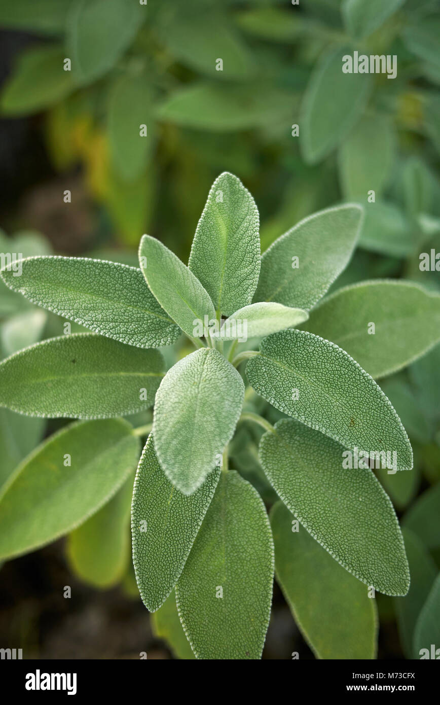 La salvia officinalis close up Foto Stock
