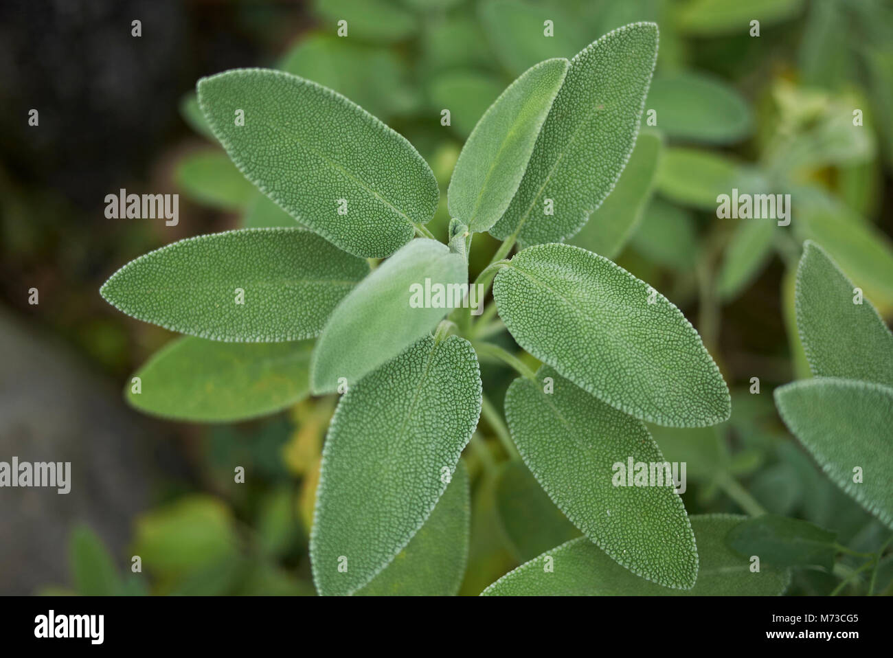 La salvia officinalis close up Foto Stock