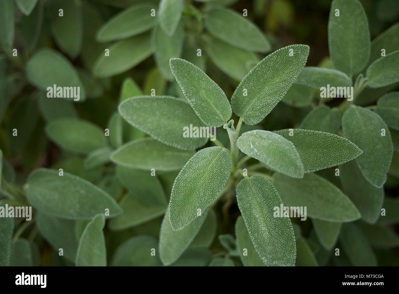 La salvia officinalis close up Foto Stock