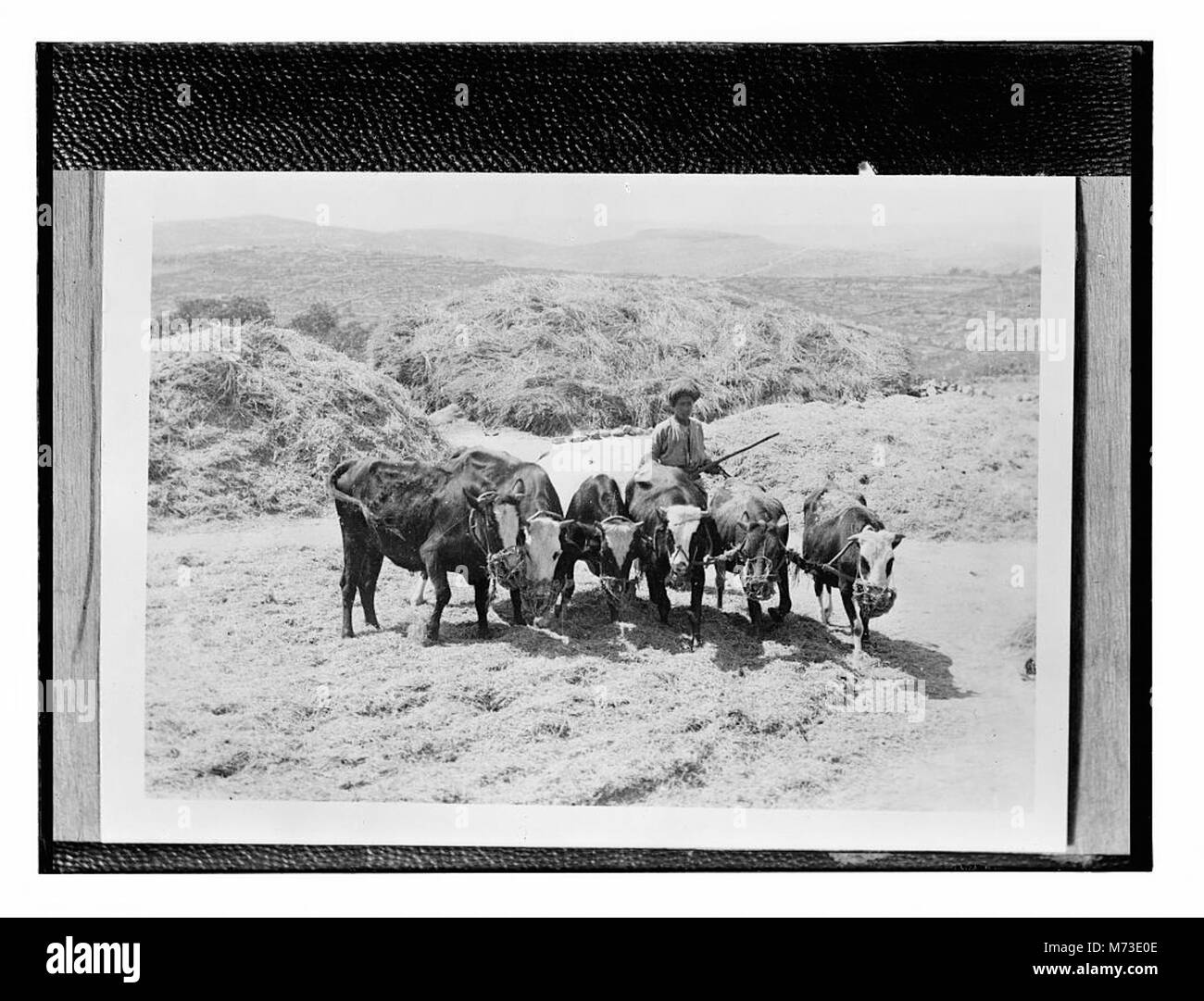 Questa fotografia, una riproduzione, mostra un uomo che guida un paio di buoi, illustrando la vita rurale e le pratiche agricole del passato. Foto Stock