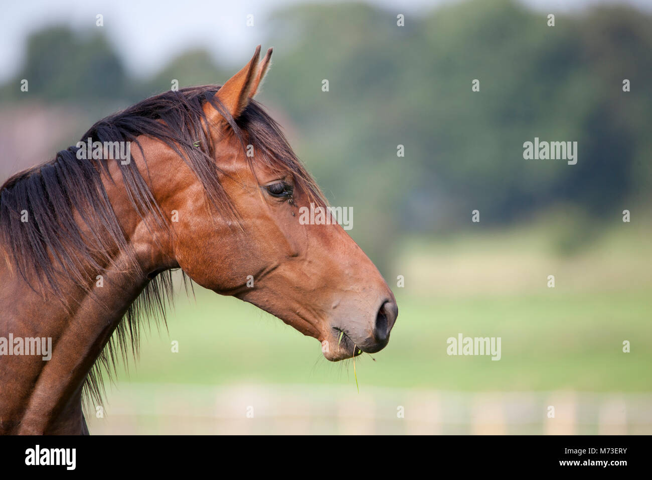 Un giovane cavallo marrone è in piedi su un prato Foto Stock