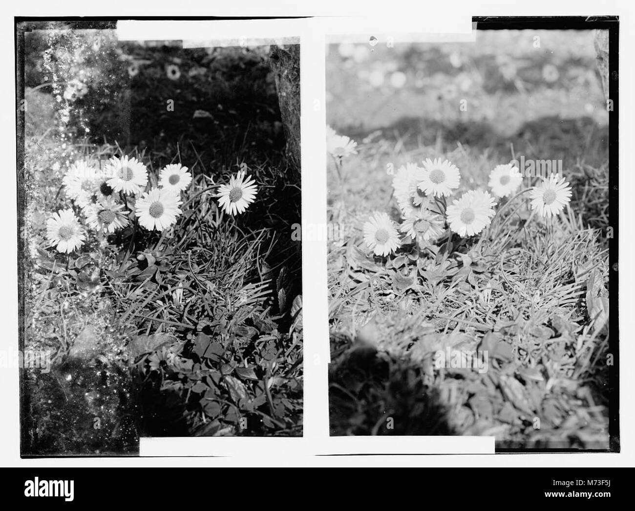 Questa immagine raffigura Daisy (Bellis sylvestris Cry.), una specie di fiori nota per i suoi delicati petali e il ruolo nei giardini. L'immagine evidenzia il suo significato botanico e la sua bellezza. Foto Stock