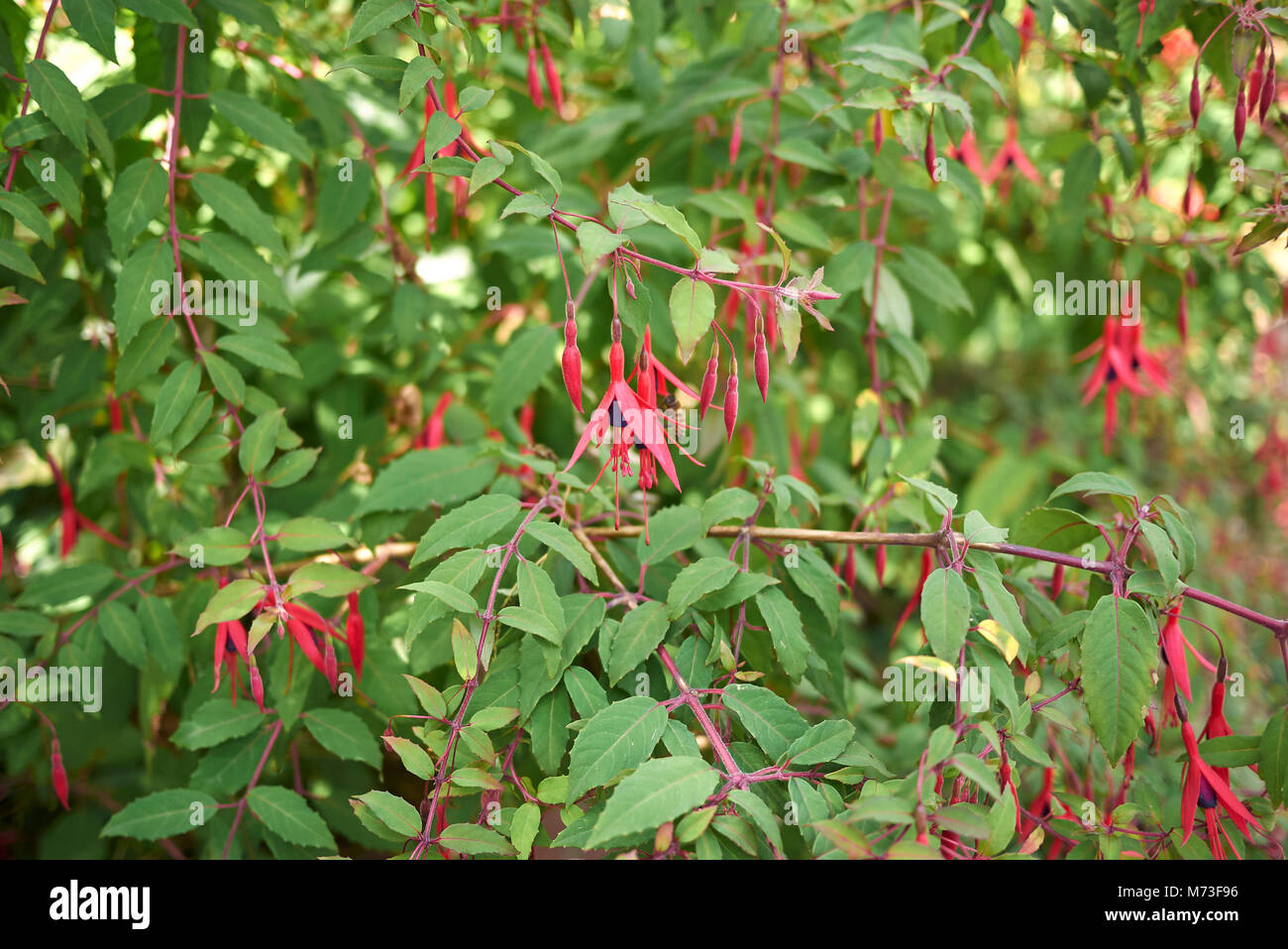 Fuchsia viola infiorescenza Foto Stock