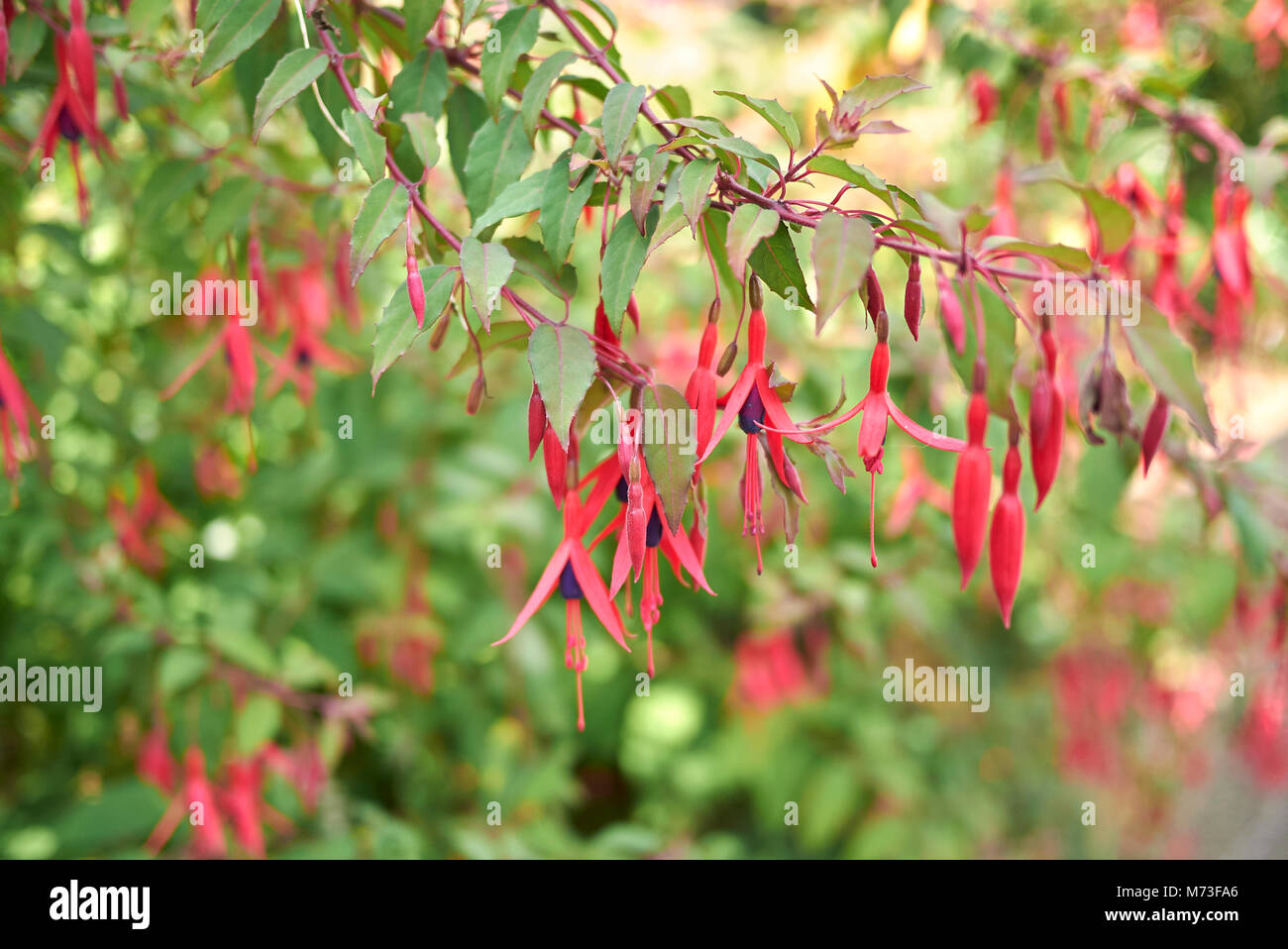 Fuchsia con infiorescenza viola Foto Stock