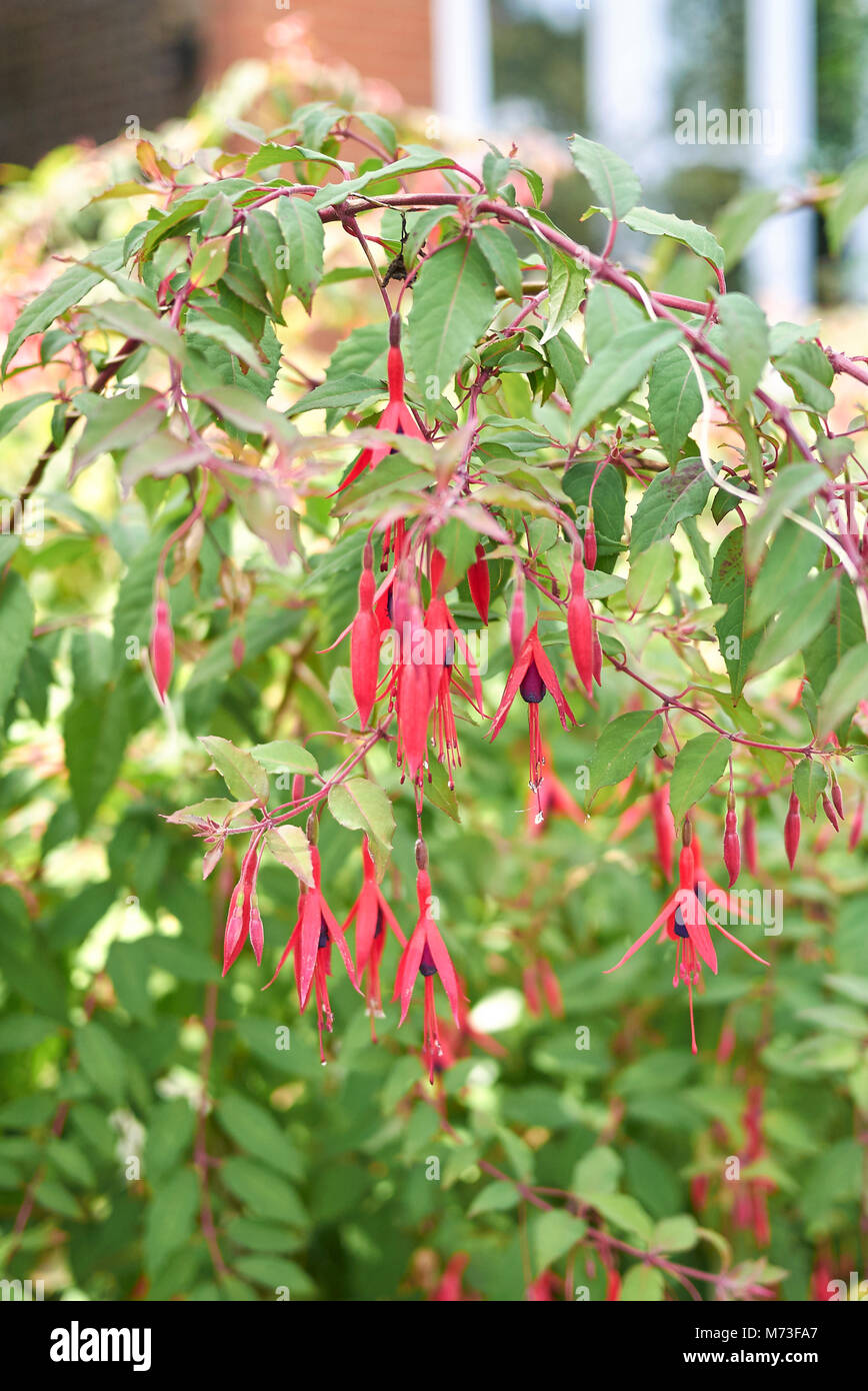 Fuchsia con infiorescenza viola Foto Stock