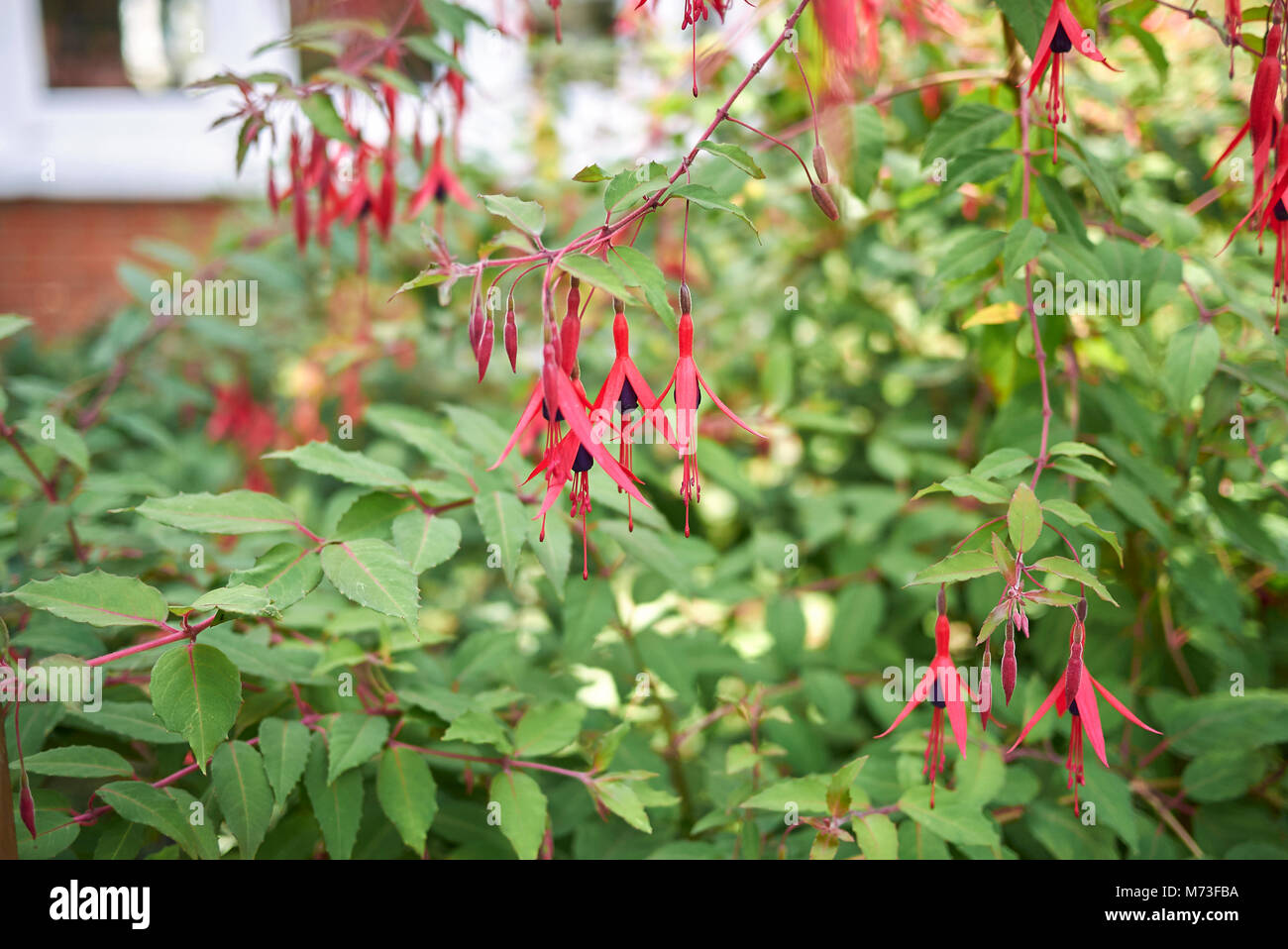 Fuchsia con infiorescenza viola Foto Stock