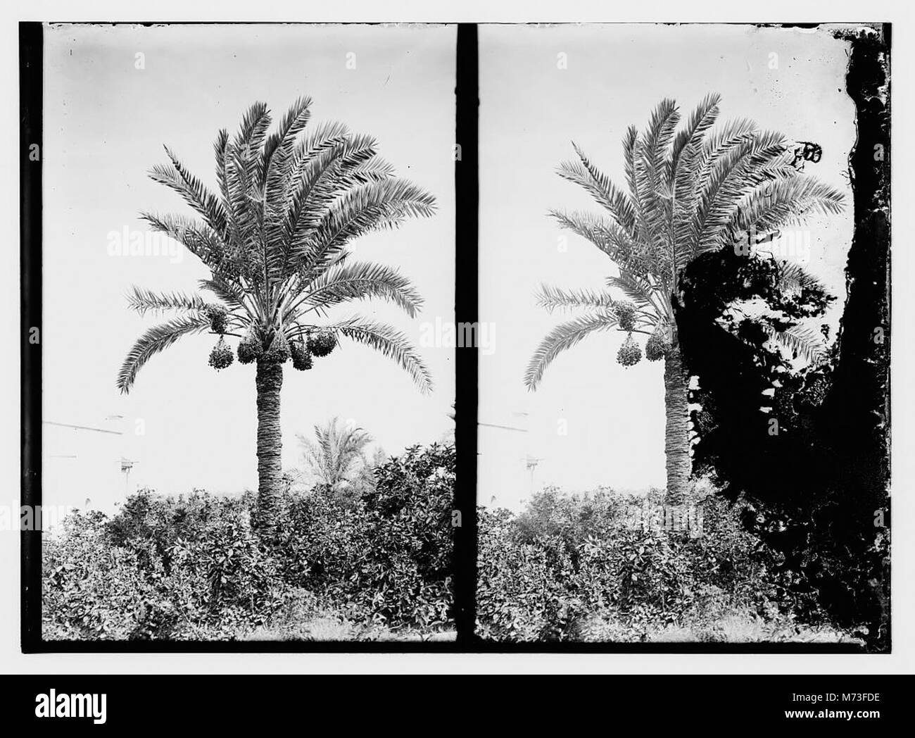 Una fotografia di palme da dattero, che mette in risalto i loro tronchi alti e sottili e le fronde lussureggianti. L'immagine sottolinea il significato delle palme da dattero in vari ecosistemi e culture. Foto Stock